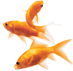 Goldfish
